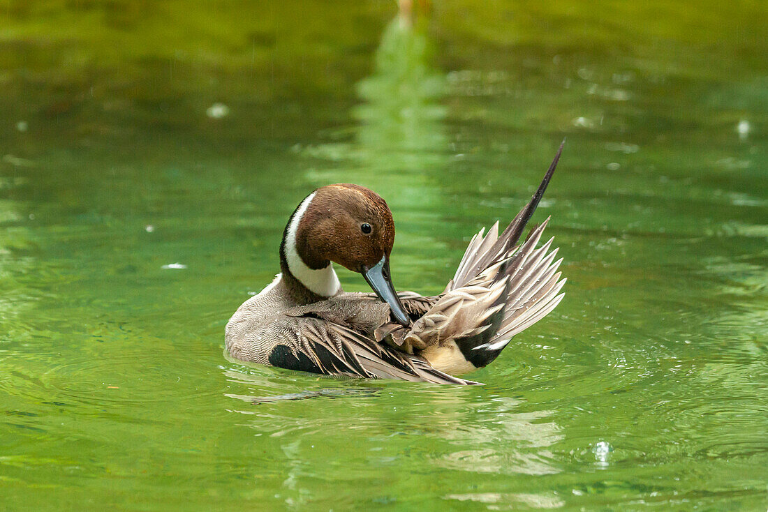 USA, Florida, Anastasia Island. Pintail drake duck preening in water.