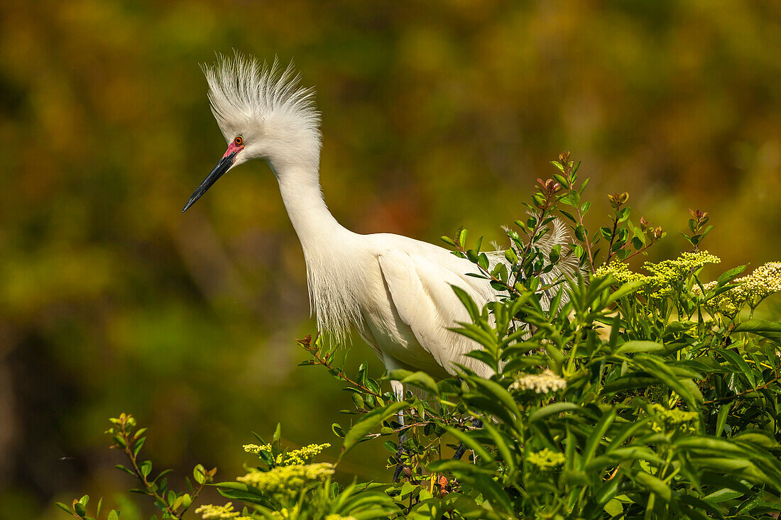 USA, Florida, Anastasia Island. Silberreiher im Brutkleid