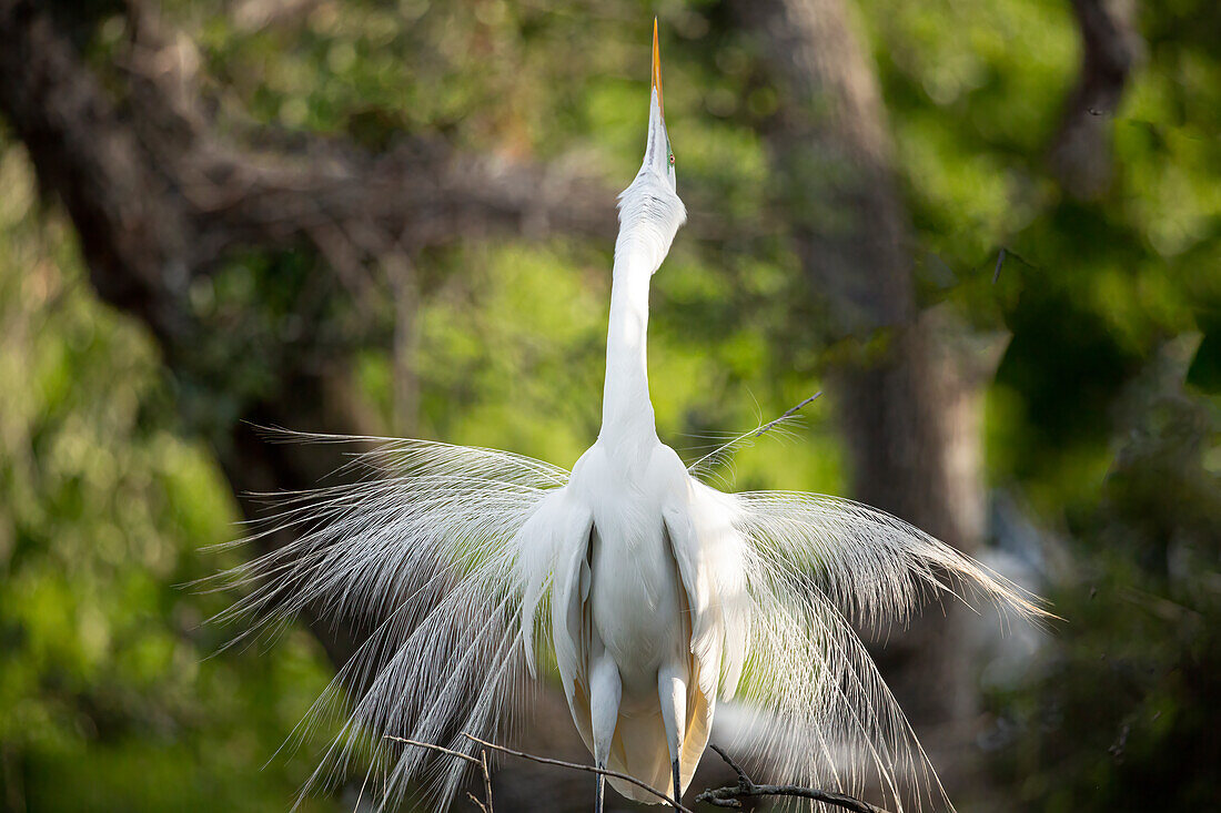 USA, Florida, St. Augustine. Silberreiher bei der Zurschaustellung des Brutgefieders.