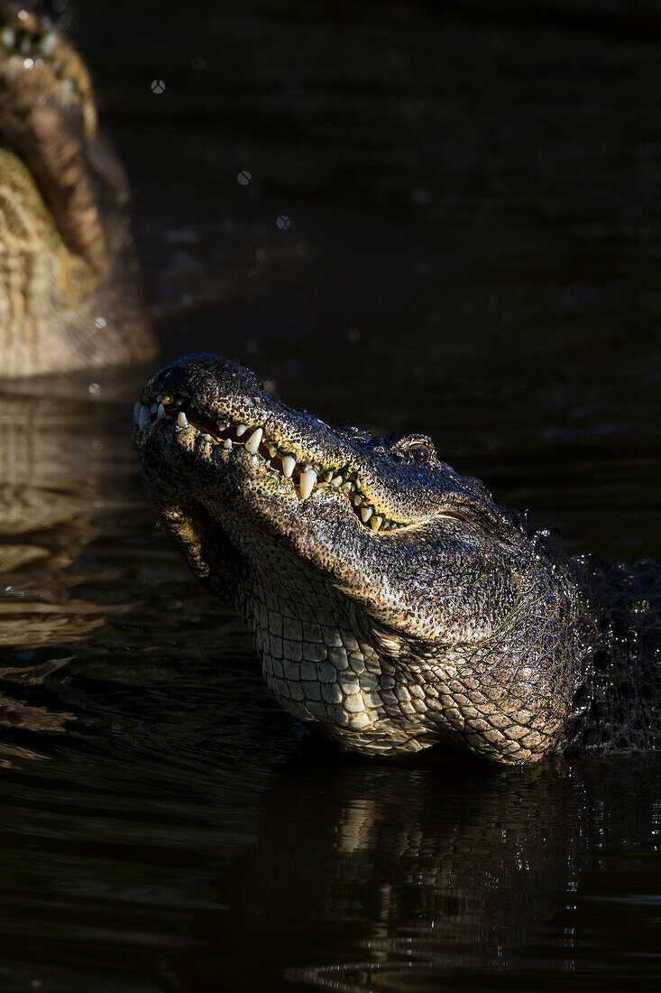 American alligators rise out of the water as a breeding display.