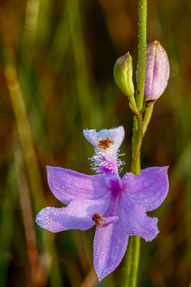 A grass pink orchid in south Florida.