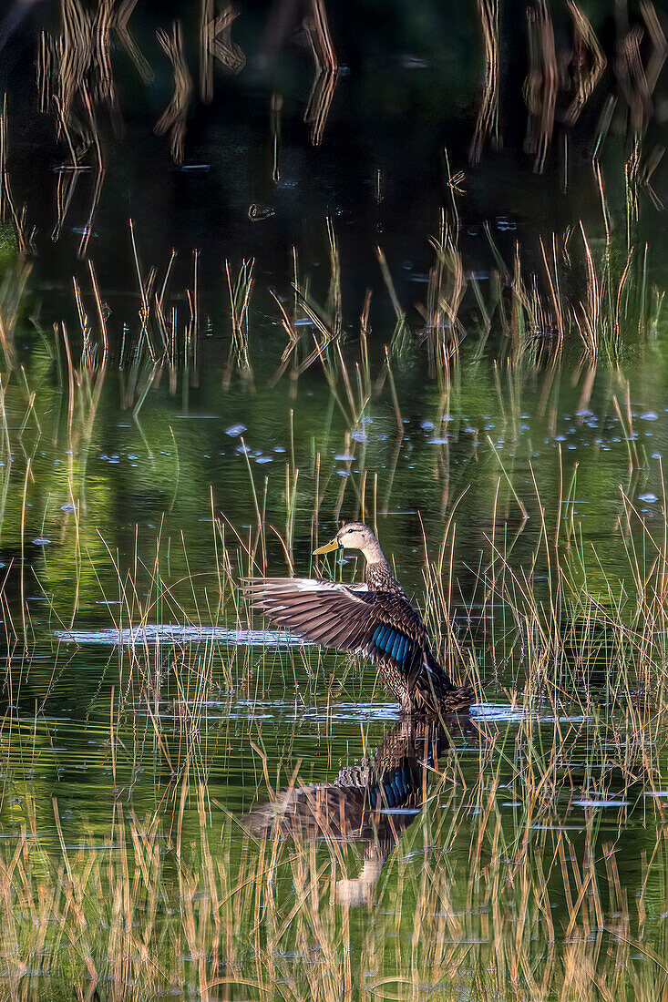 A Florida duck displays in a south Florida marsh.