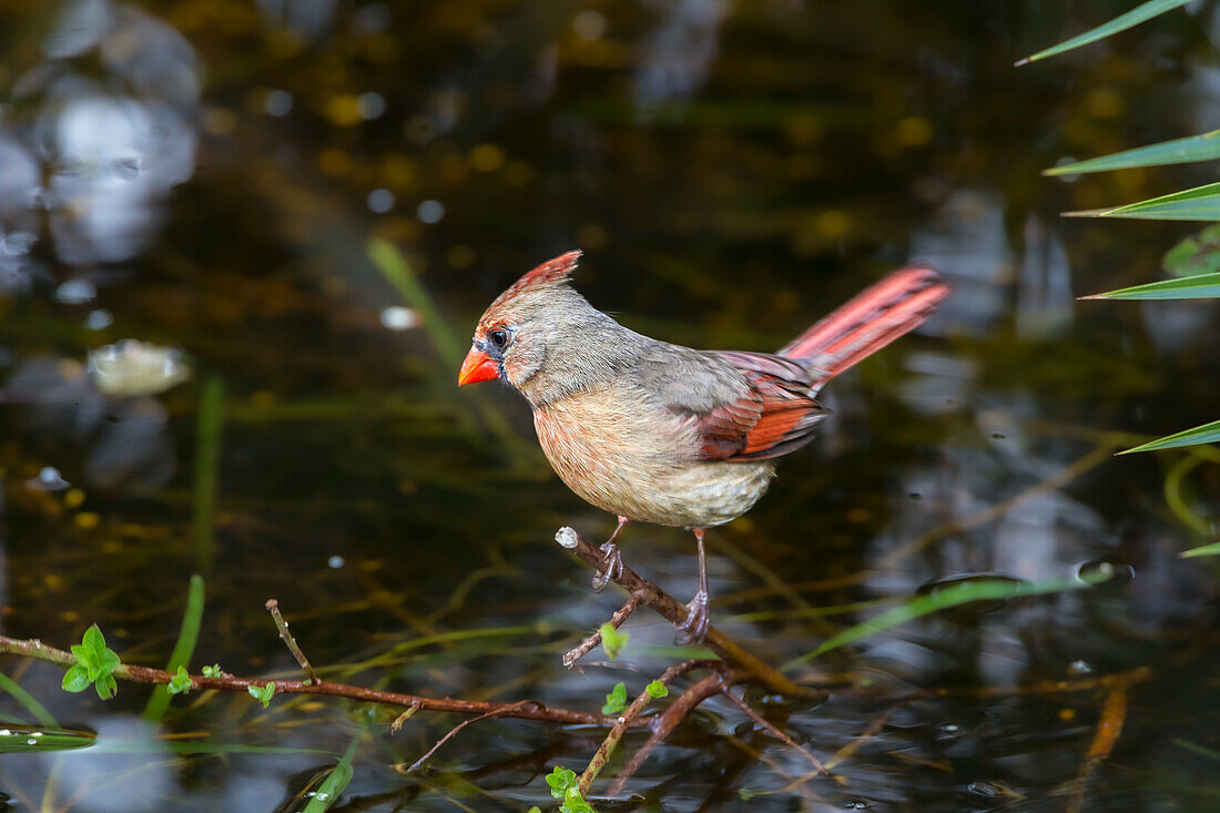 A female cardinal.