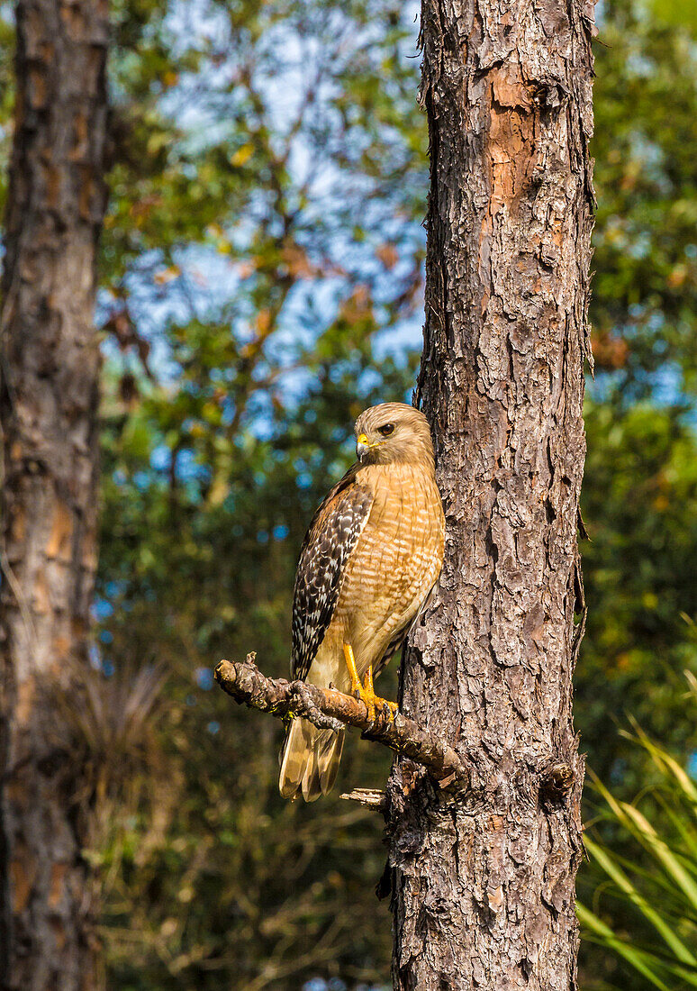 Ein sitzender Rotschulterfalke in Südflorida.