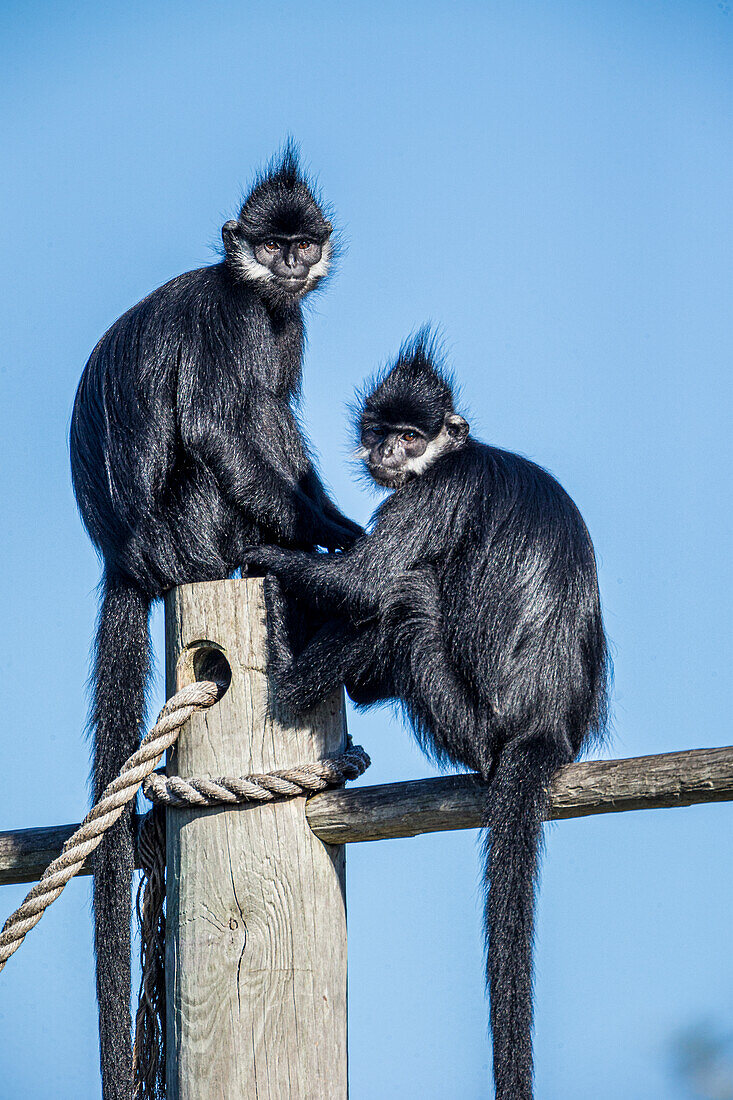 Der Francois-Langur stammt aus Laos.