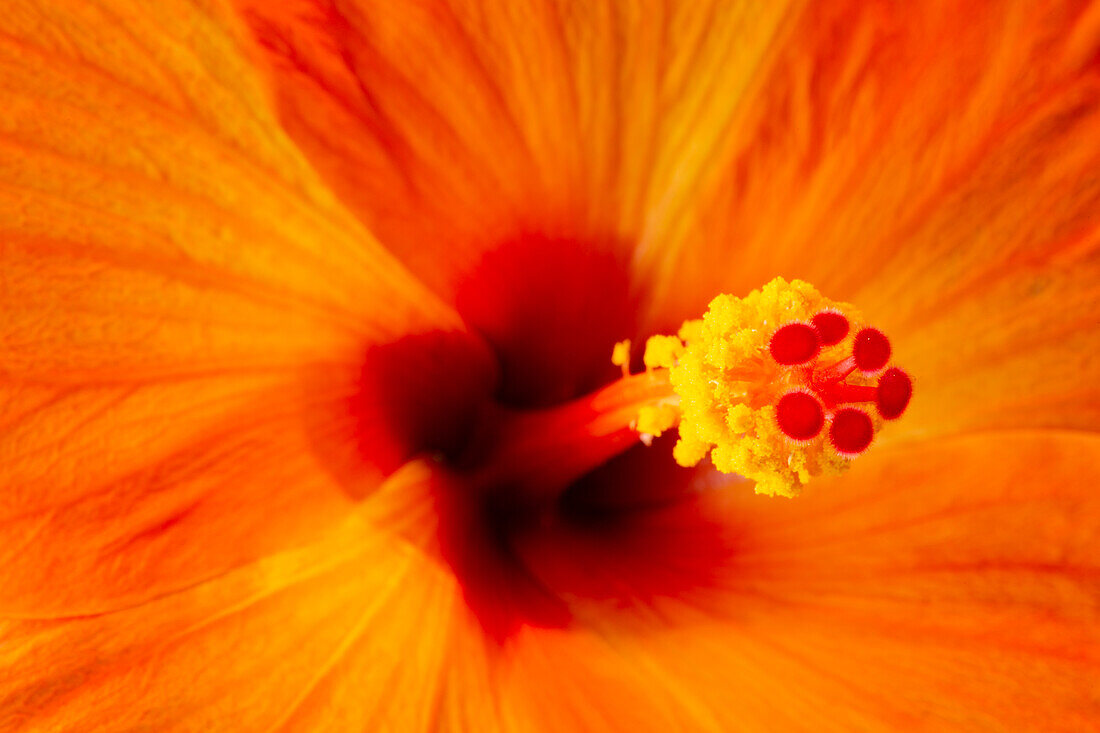 USA, Georgia, Savannah. Blühender Hibiskus.