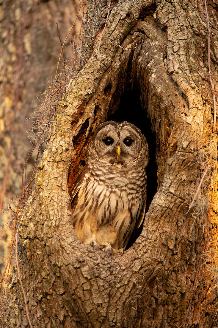 USA, Georgia, Savannah Barred owl in nest of oak tree.