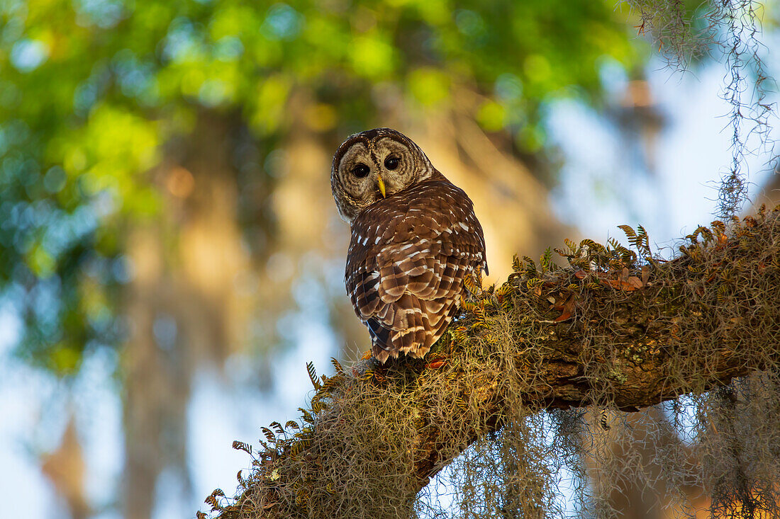 USA, Georgia, Savannah. Sperbereule sitzt auf dem Ast einer Eiche.