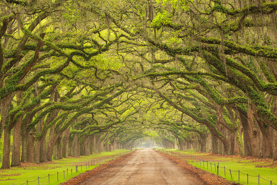 USA, Georgia, Savannah. Eichendach entlang der Einfahrt zur Wormsloe Plantation.