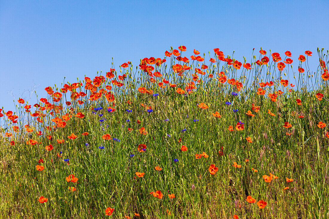 USA, Idaho, Genesee. Red Orange poppies.