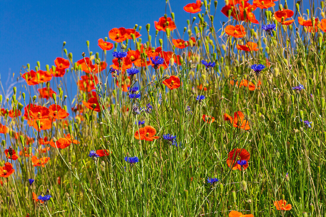 USA, Idaho, Genesee. Red Orange poppies.