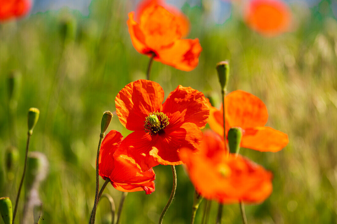 USA, Idaho, Genesee. Rote orangefarbene Mohnblumen.