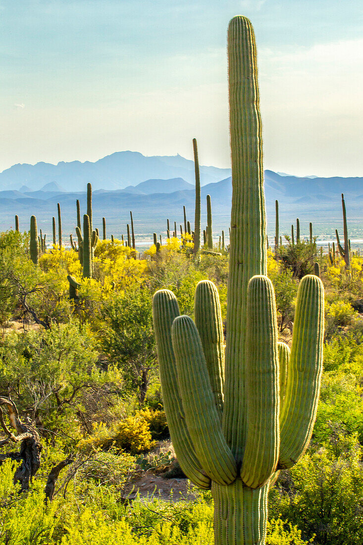 USA, Arizona, Saguaro-Nationalpark. Landschaft der Sonoran-Wüste.