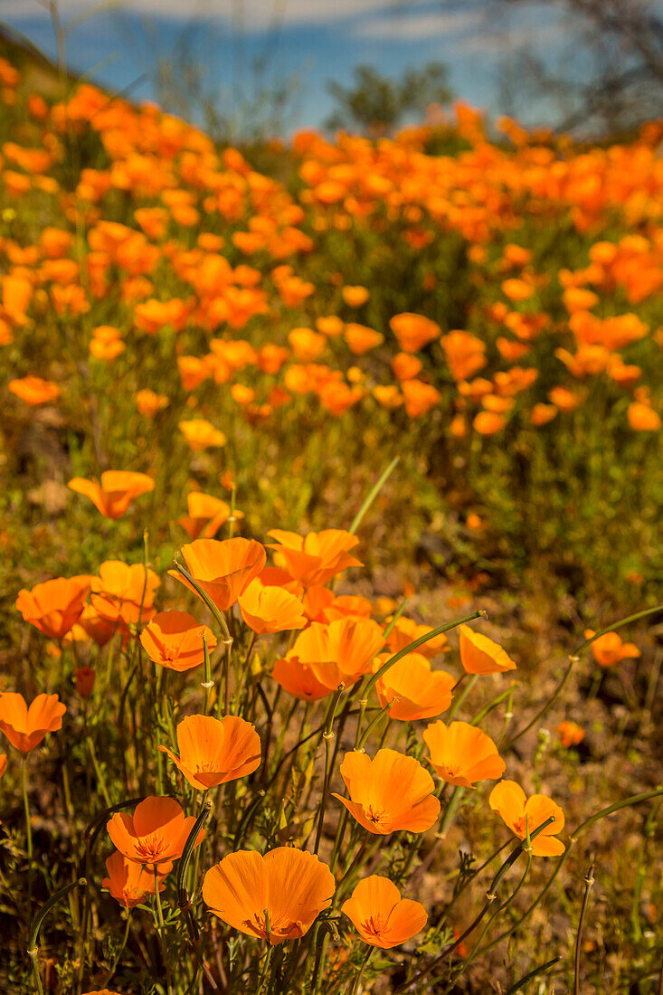 USA, Arizona, Peridot Mesa. Nahaufnahme von blühenden Mohnblumen.