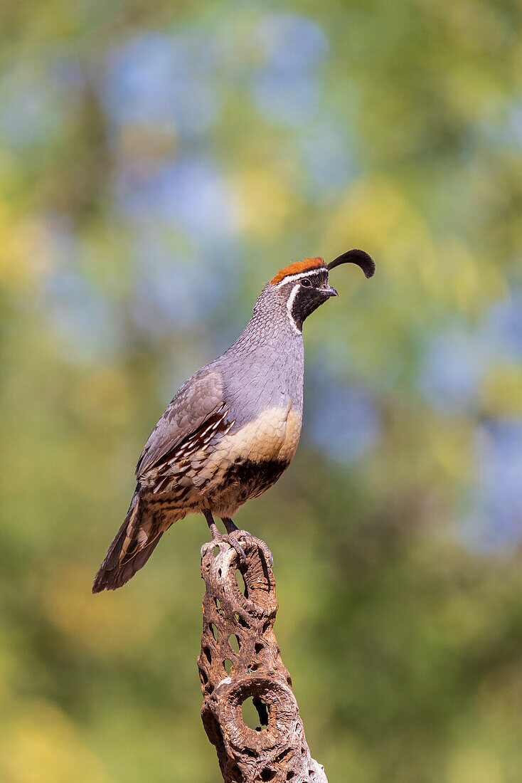 Gambel's Quail male, Pima County, Arizona.