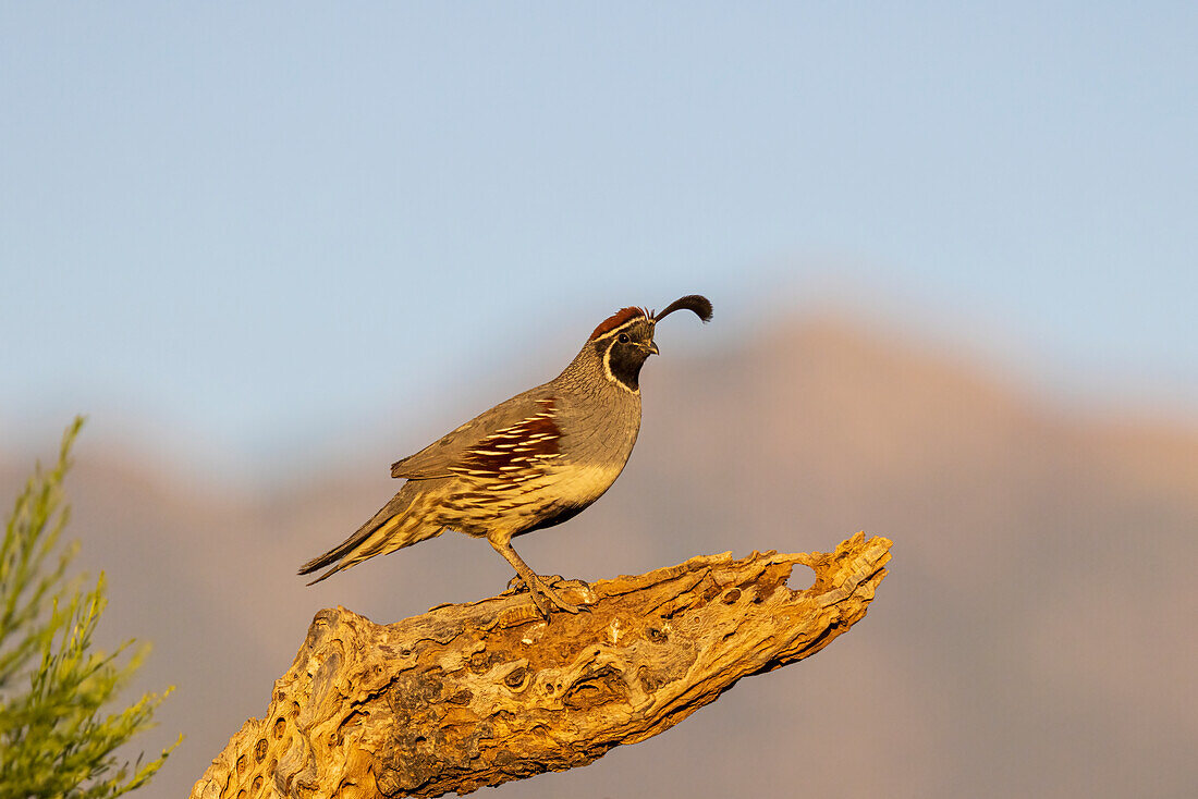 Gambel's Quail male, Pima County, Arizona.