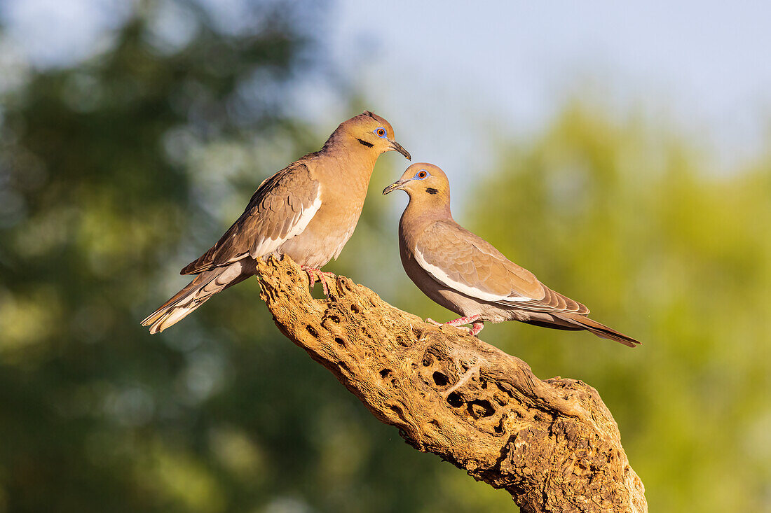 White-winged Doves, Pima County, Arizona.