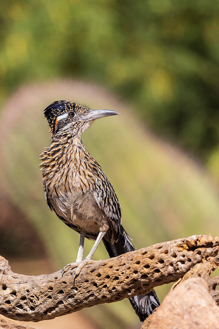 Großer Roadrunner in der Wüste, Pima County, Arizona.