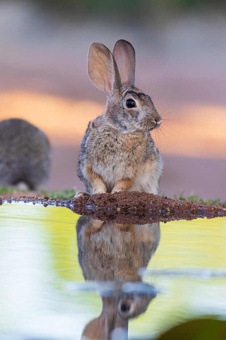 Desert Cottontail at water, Pima County, Arizona.