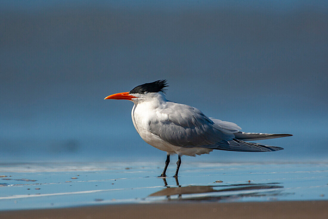 USA, Kalifornien, San Luis Obispo County. Königsseeschwalbe in Nahaufnahme am Strand.