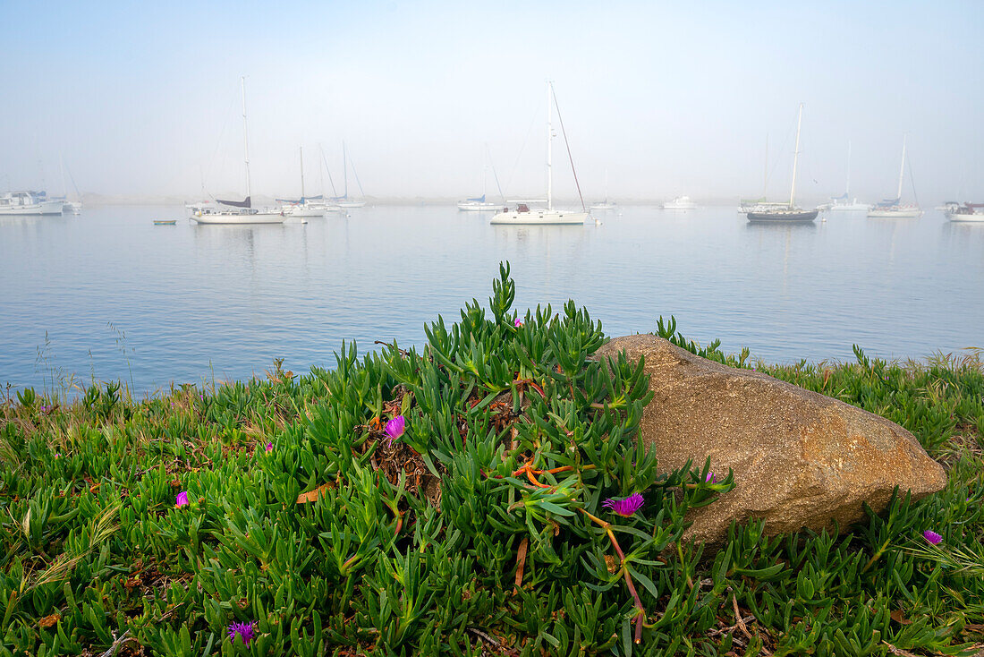 USA, Kalifornien. Nebliger Morgen an der Morrow Bay.