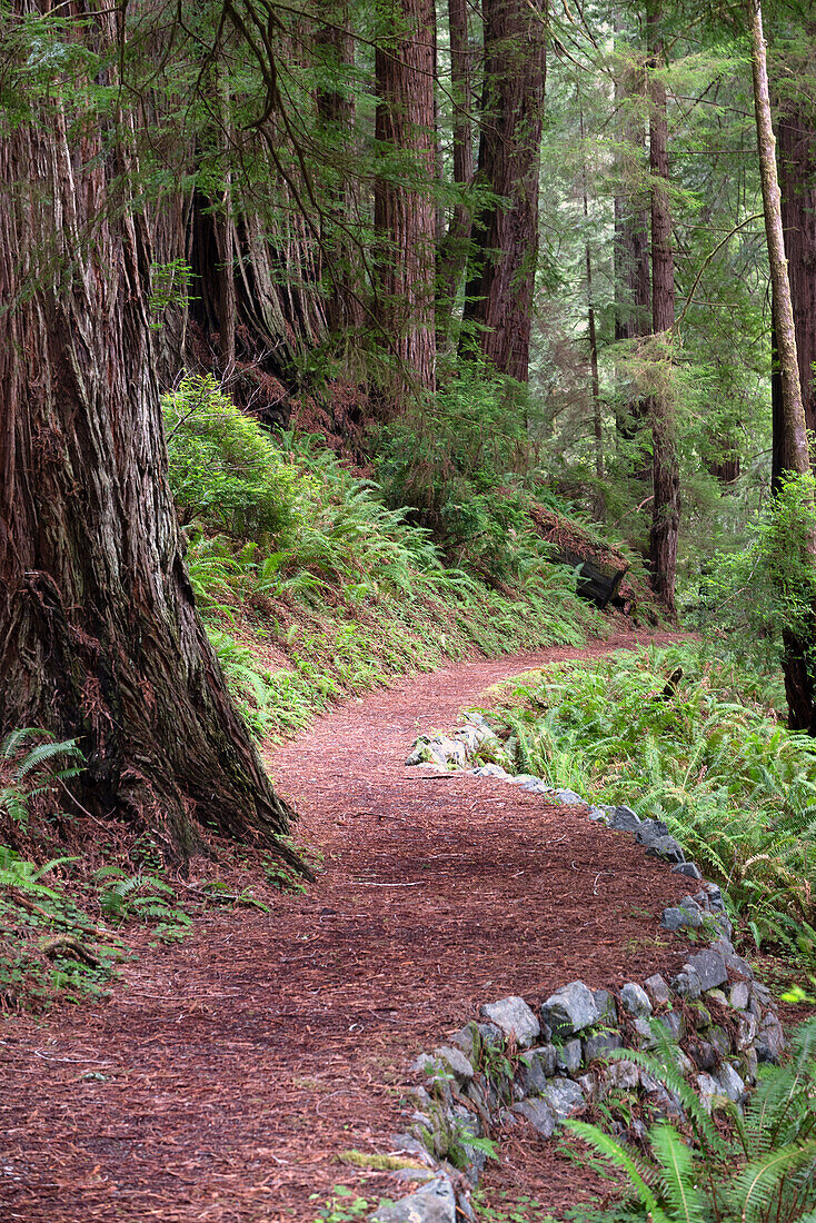 USA, Kalifornien. Pfad im Redwood National Forest