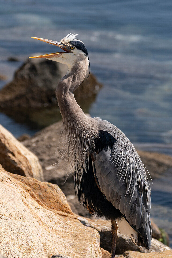 USA, California. Great Blue Heron (Ardea Herodias).