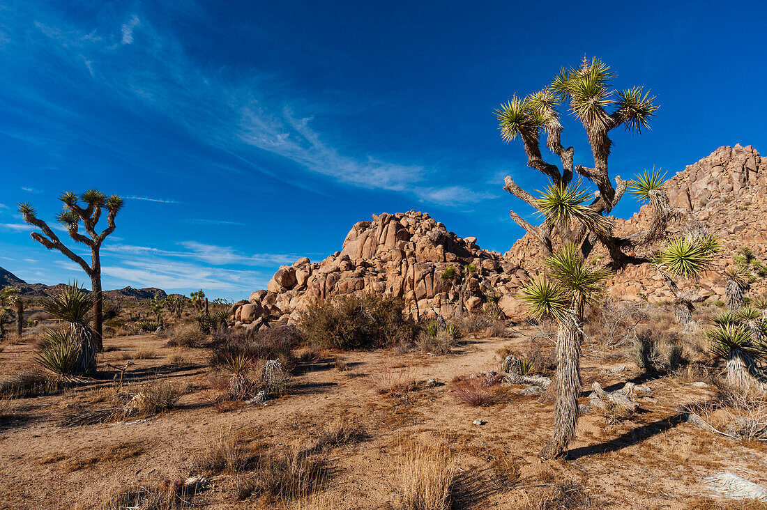 Joshua Tree National Park. California, USA