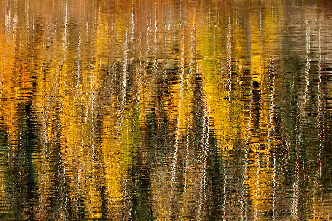 Autumn aspen trees reflecting on lake, Colorado