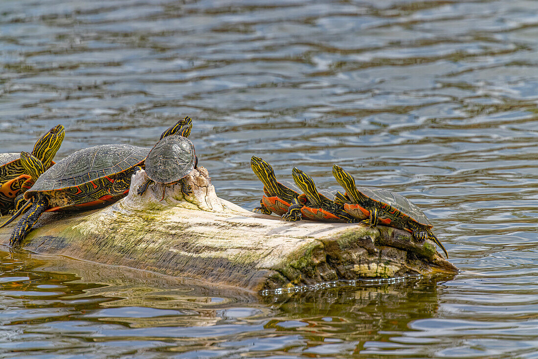 USA, Colorado, Fort Collins. Painted turtles on log in pond.