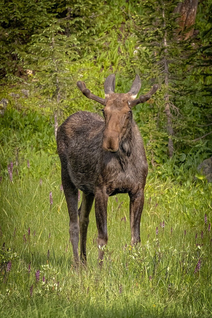 USA, Colorado, Cameron Pass. Elchbulle Nahaufnahme.