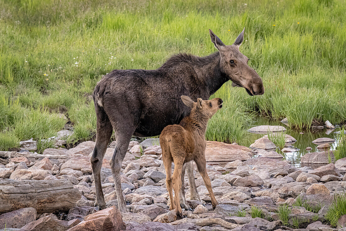 USA, Colorado, Cameron Pass. Female moose with calf.