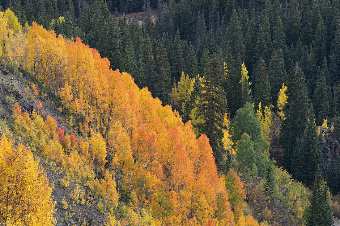 USA, Colorado, Uncompahgre National Forest. Espen an einem Berghang im Herbst.