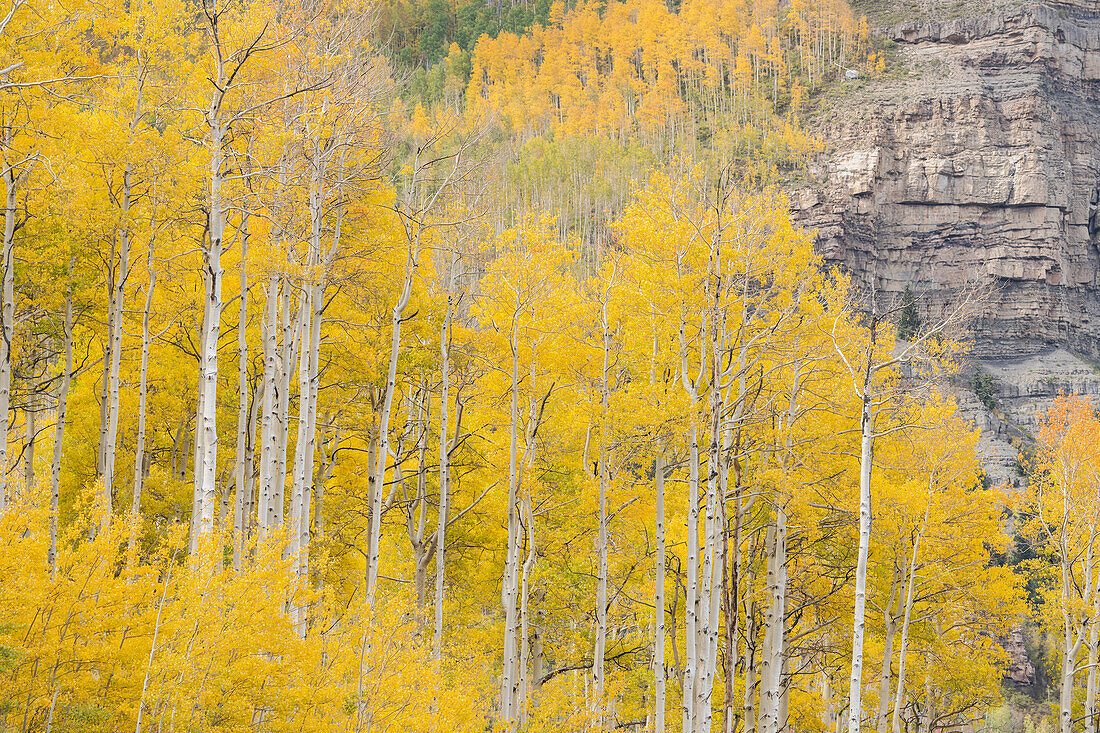 USA, Colorado, Uncompahgre National Forest. Aspen trees in autumn colors.