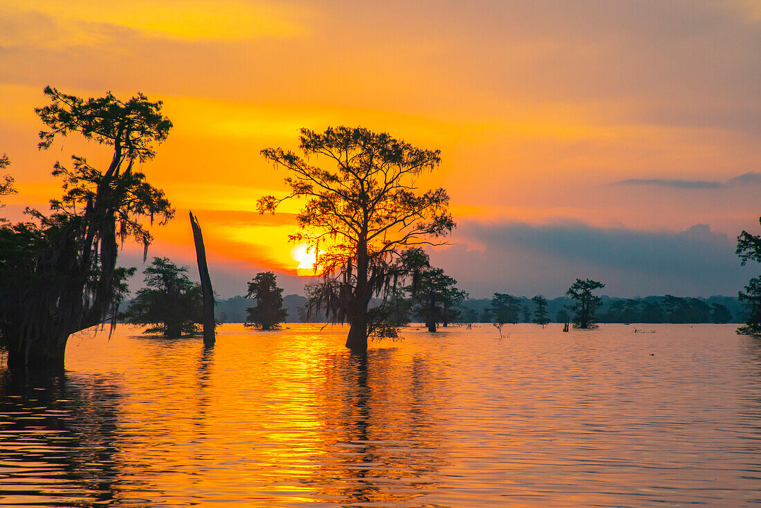 USA, Louisiana, Atchafalaya-Becken, Atchafalaya-Sumpf. Zypressen reflektieren bei Sonnenaufgang.