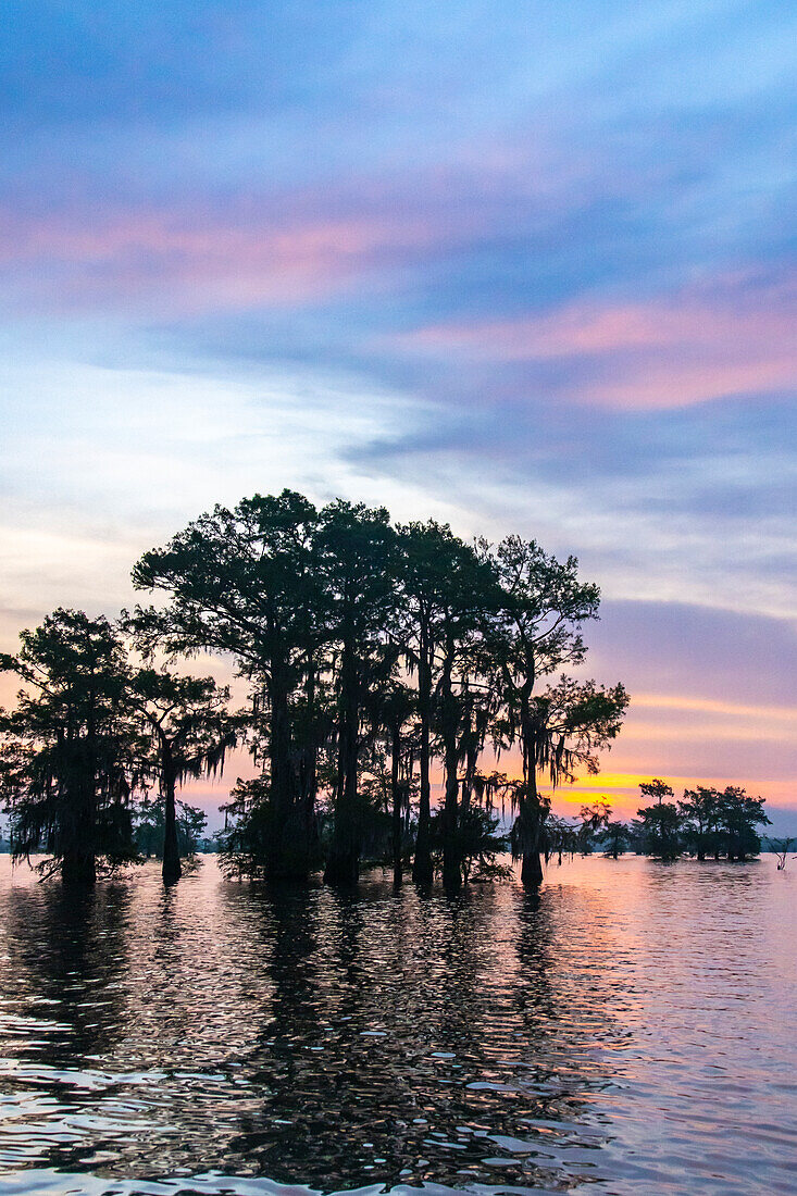 USA, Louisiana, Atchafalaya Basin, Atchafalaya Swamp. Cypress trees reflect on at sunrise.