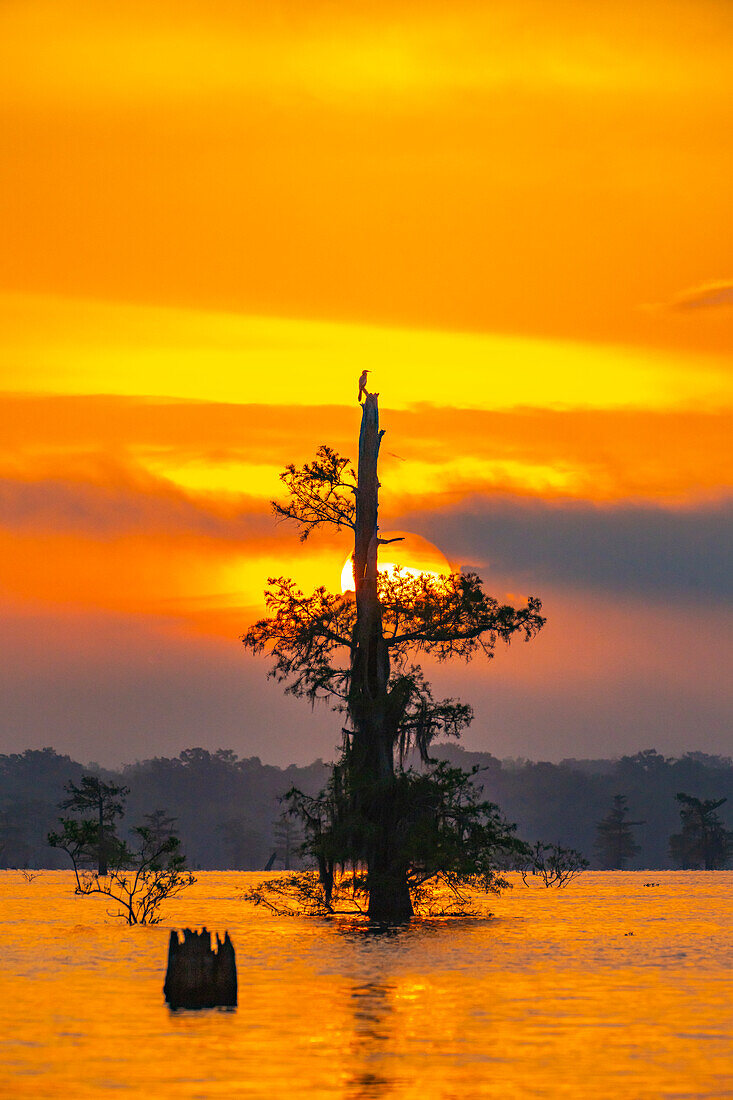 USA, Louisiana, Atchafalaya Basin, Atchafalaya Swamp. Cypress trees reflect on at sunrise.