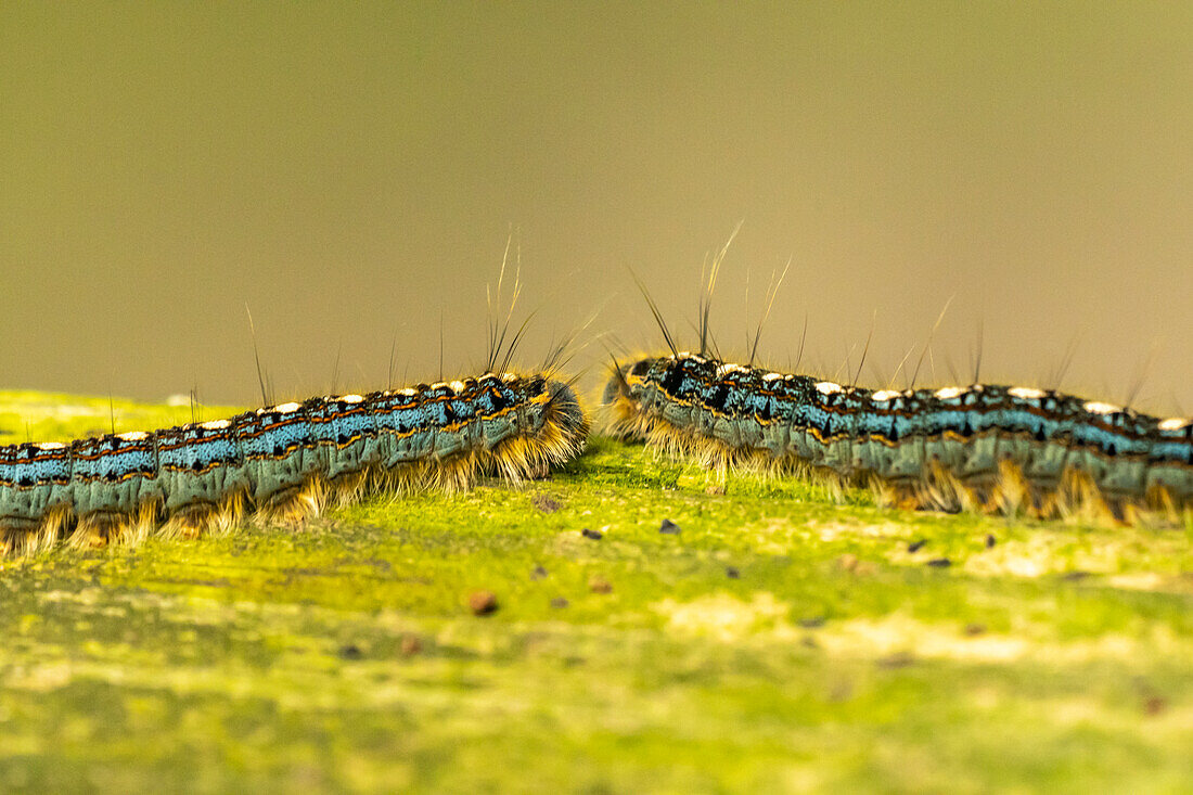 USA, Louisiana, Acadiana Park Nature Station. Close-up of tent worms.