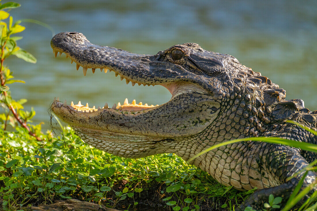 USA, Louisiana, Martinsee. Nahaufnahme eines Alligators, der sich abkühlt.