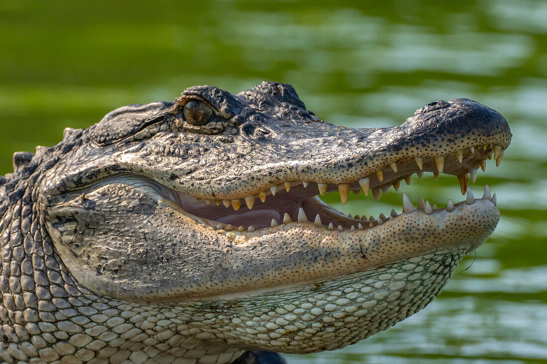 USA, Louisiana, Martinsee. Nahaufnahme eines Alligators, der sich abkühlt.