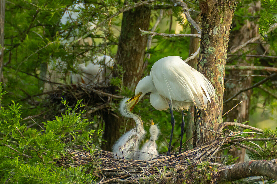 USA, Louisiana, Evangeline Parish. Silberreiher am Nest und füttert Küken.