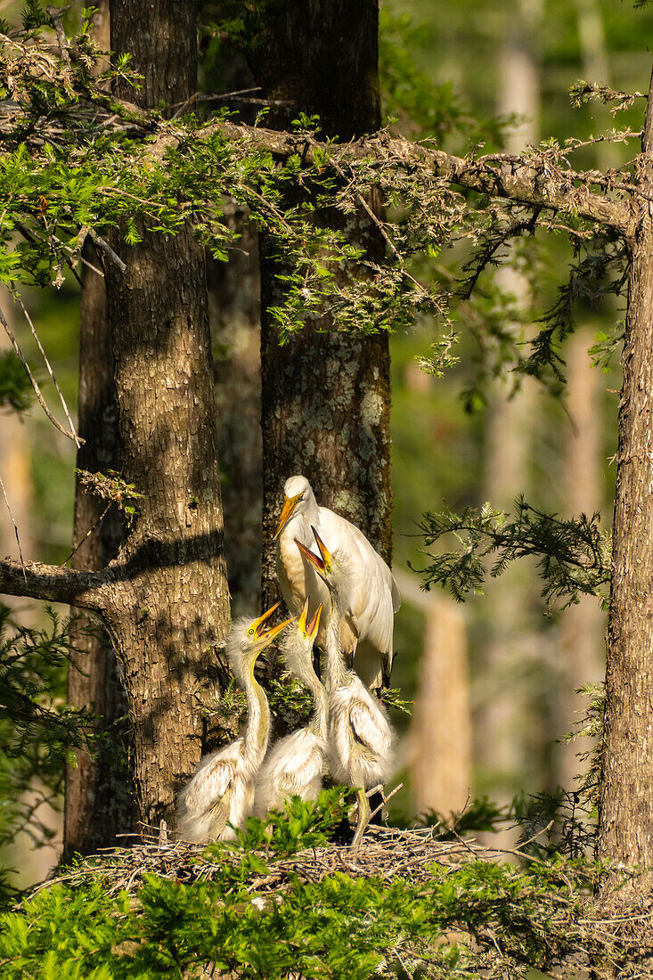 USA, Louisiana, Evangeline Parish. Great egret at nest with chicks.