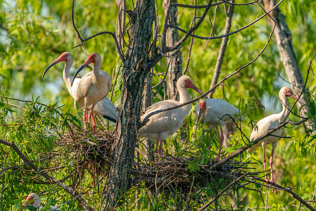 USA, Louisiana, Evangeline Parish. White ibis birds in tree nests.