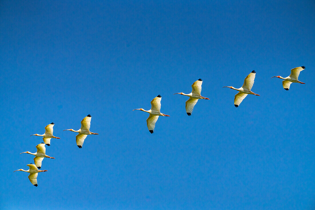 USA, Louisiana, Evangeline Parish. Weißer Ibis im Flug.