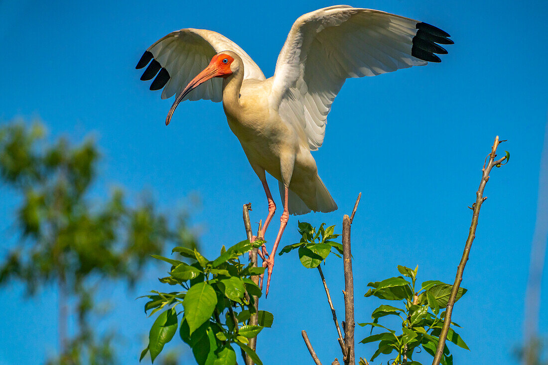 USA, Louisiana, Evangeline Parish. Weißer Ibis landet im Baum.