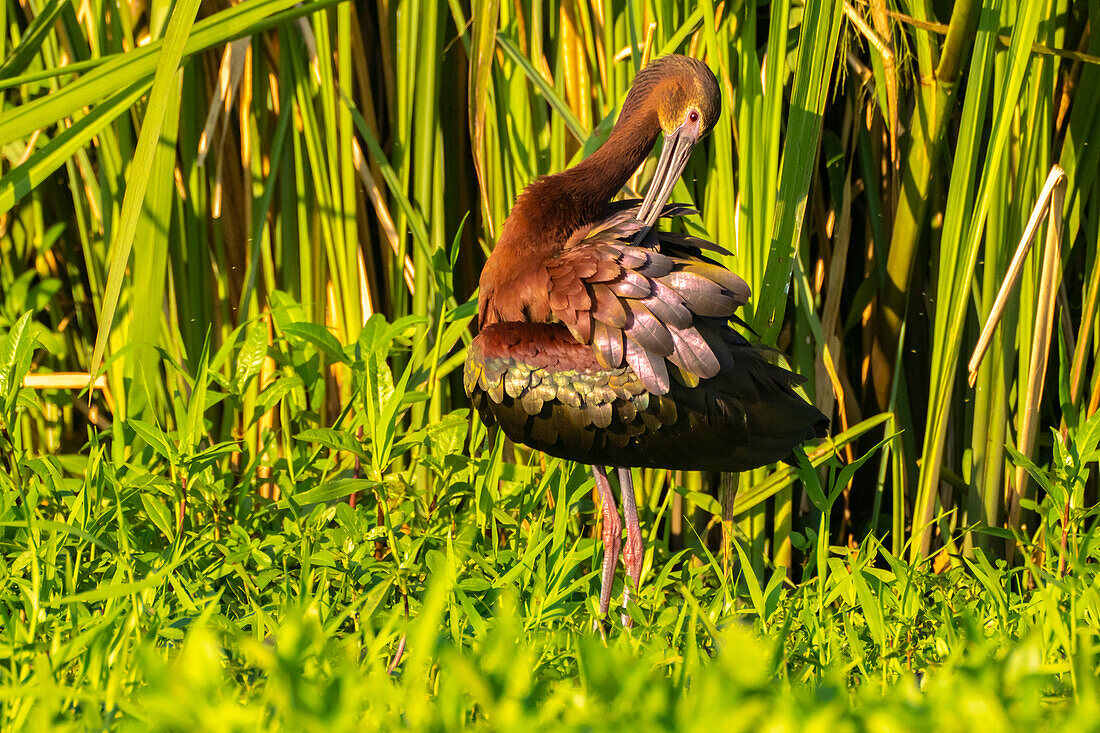 USA, Louisiana, Evangeline Parish. Weißgesichtibis beim Putzen.