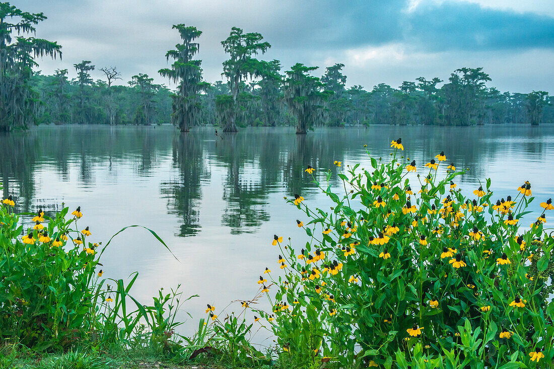 USA, Louisiana, Lake Martin. Swamp with cypress trees and coneflowers.