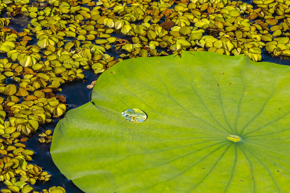 USA, Louisiana, Evangeline Parish. Seerosenblatt und Wasserlinsen.