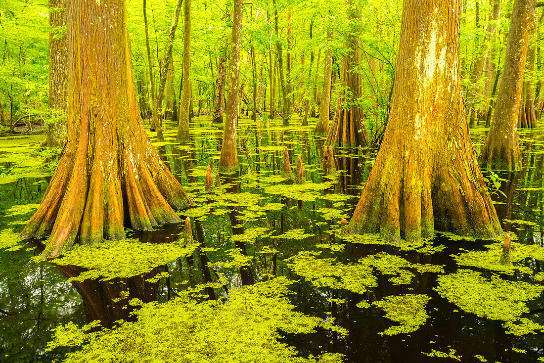 USA, Louisiana, Tensas National Wildlife Refuge. Cypress tree swamp.