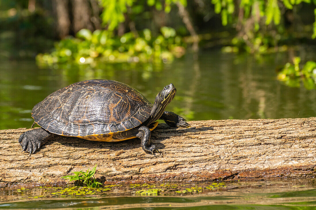 USA, Louisiana, Martinsee. Rotwangen-Schildkröte auf einem Baumstamm.